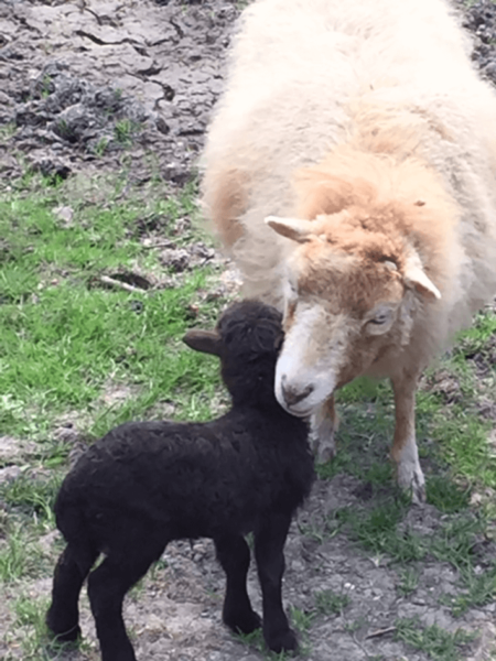 Auf diesem Bild sieht man ein Mutterschaf mit seinem jungen. Das Mutterschaf ist beige/weiß und das Schafsjunge ist schwarz. Beide stehen auf einer Grünfläche und reiben die Köpfe aneinander.